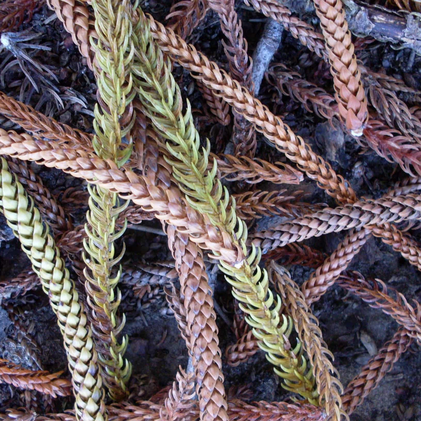 9ct Yellow Gold Norfolk Pine Bracelet
